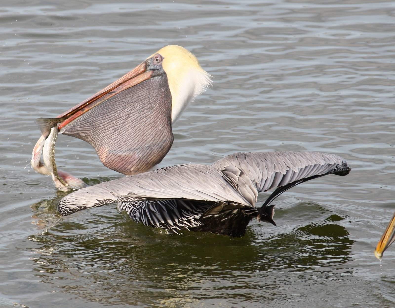 Пеликан ловит рыбу. Пеликан мешконос птица. Большерот рыба-Пеликан. Клюв пеликана. Пеликан питается рыбой.