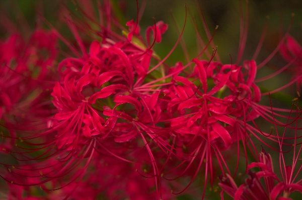 Японский цветок красный