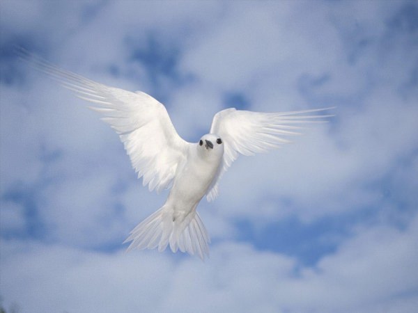 Белые голуби в небе
