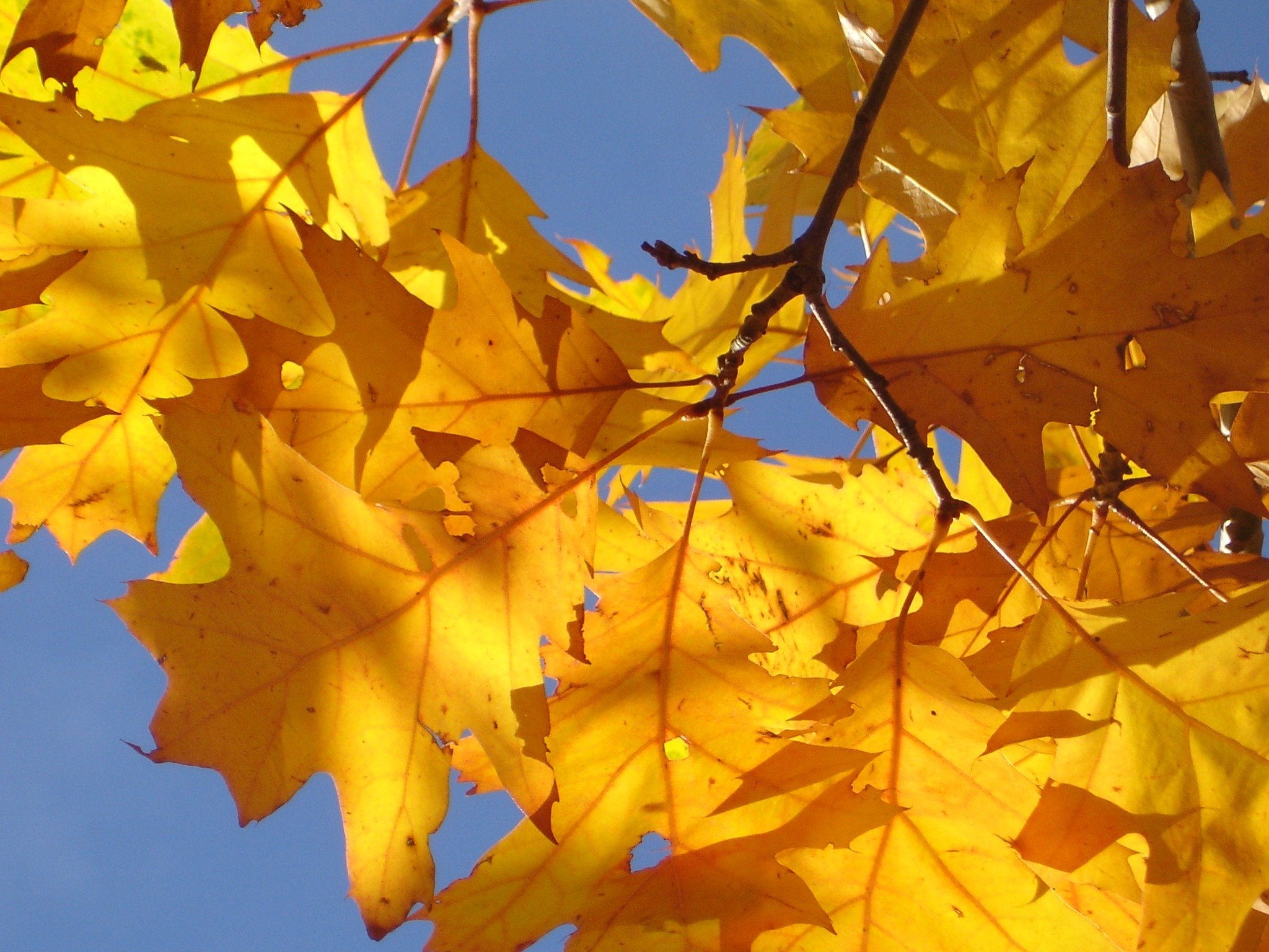 Лист осенний золотист. Осенние листья. Осенний клен. Желтый лист. Желтый лист клена.