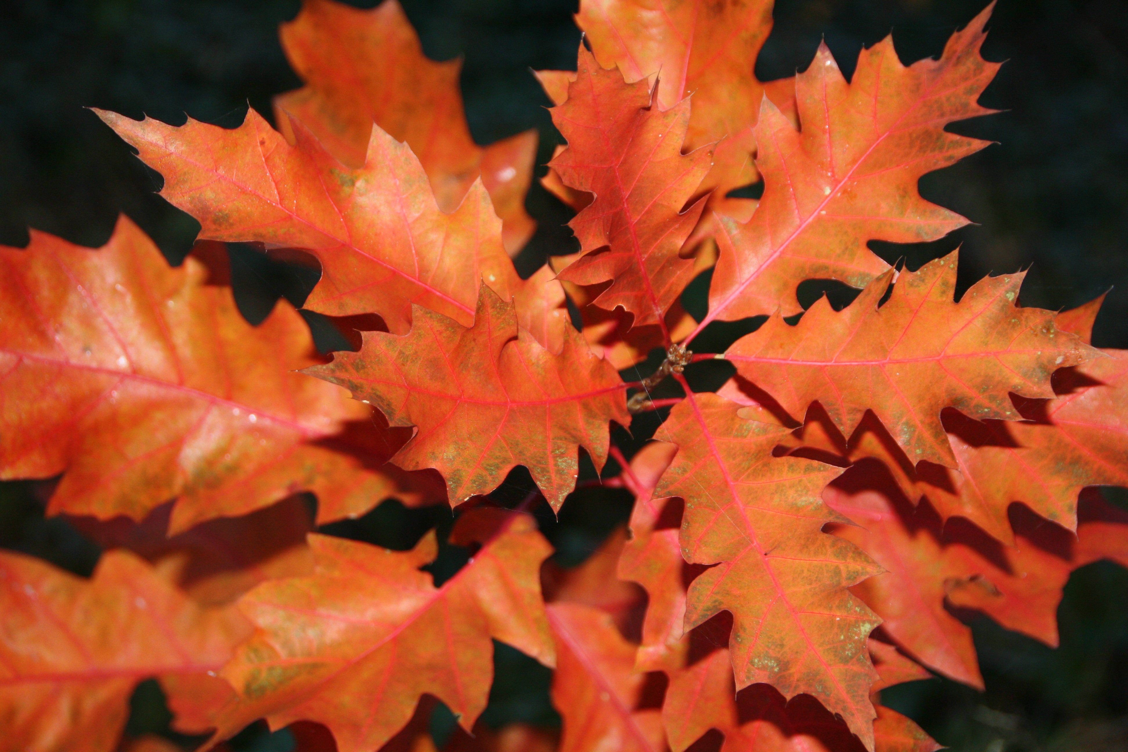 Каким цветом листья осенью. Листья осенью. Осенние листья дуба. Осенний кленовый лист. Листья дуба осень.