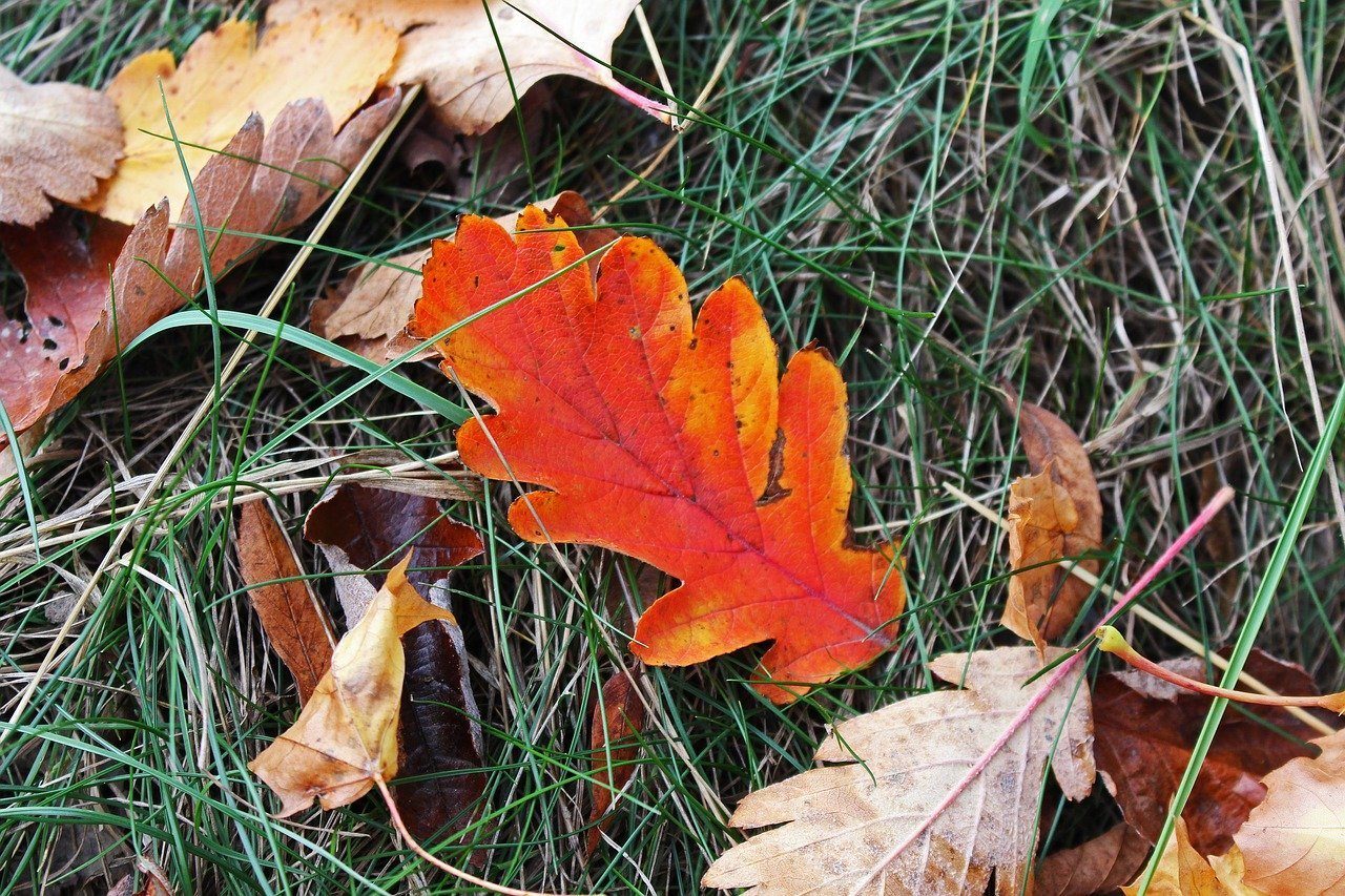 Каким цветом листья осенью. Дуб черешчатый осенью лист. Осенние листья. Листья дуба осенью. Осенний дубовый лист.