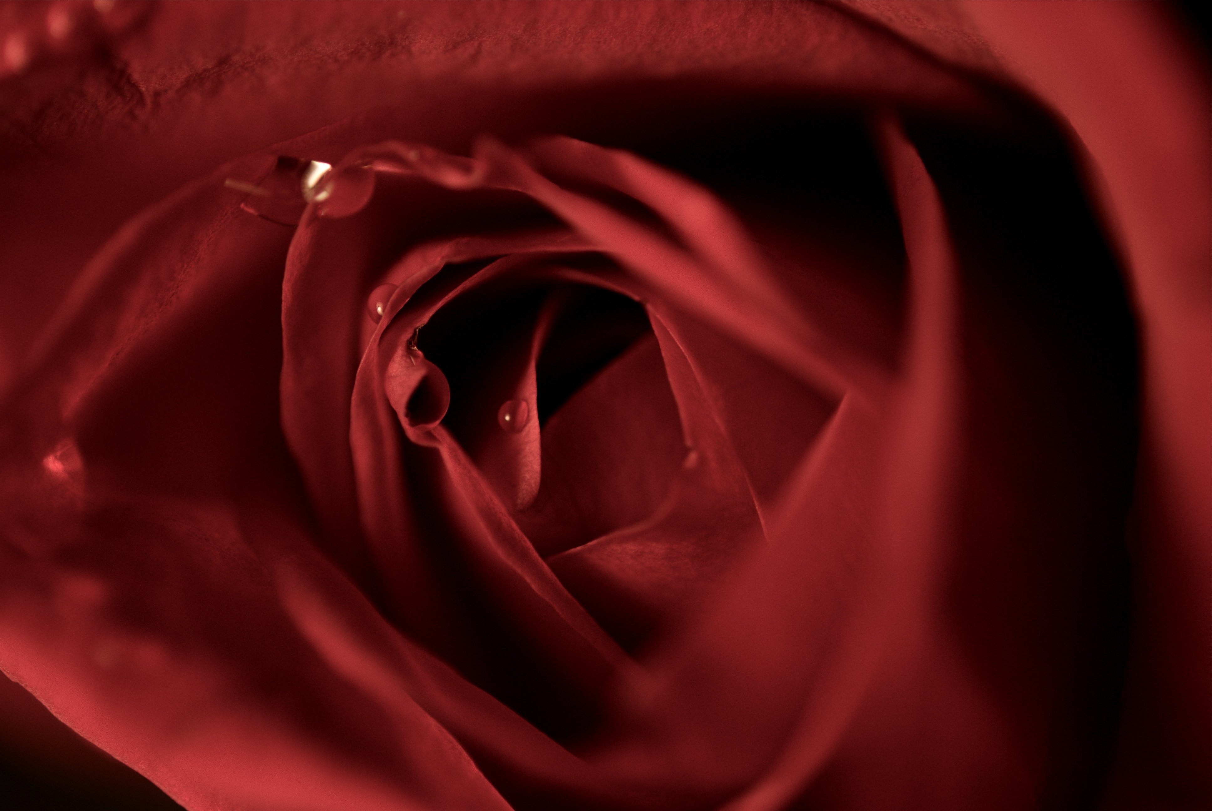 Темно алые розы а на душе лишь. Красные розы фон. Красный шелк. Бордовые розы фон.