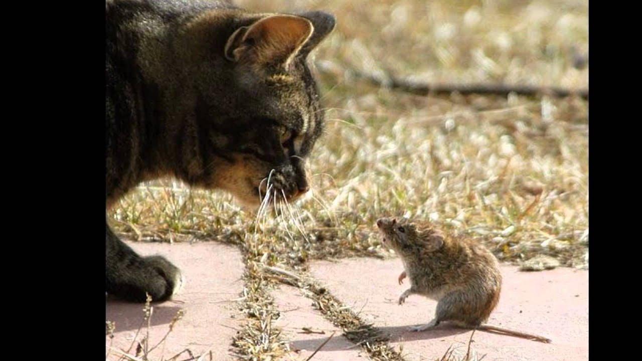 Коты против мышей. Кот охотится. Кот и мыши. Кошка охотится на мышь. Кошки-мышки.