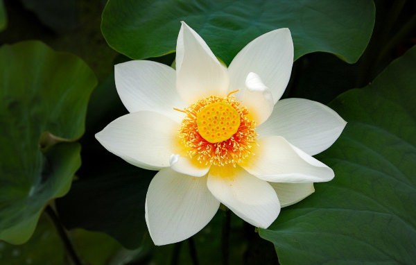 Белый лотос цветок