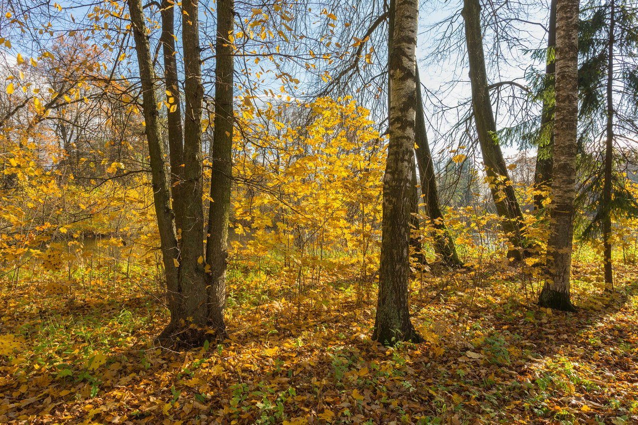 Вот и осень пришла опустели леса песня. Листопад. Листопад фото. Чаща осень. Лес точно Терем расписной лиловый золотой багряный.