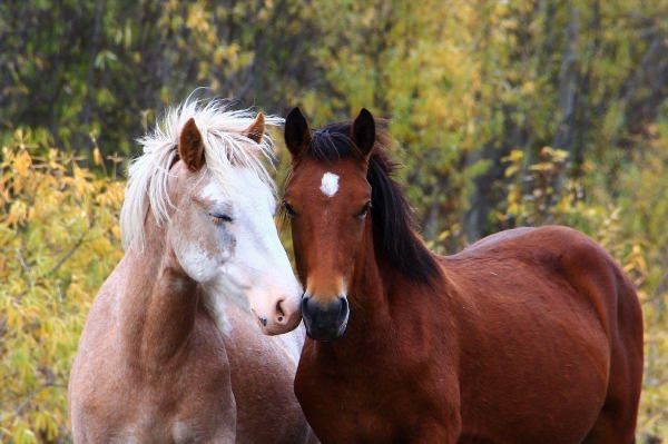 Красивая пара лошадей