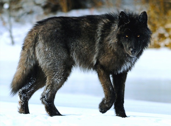 Канадский черный волк