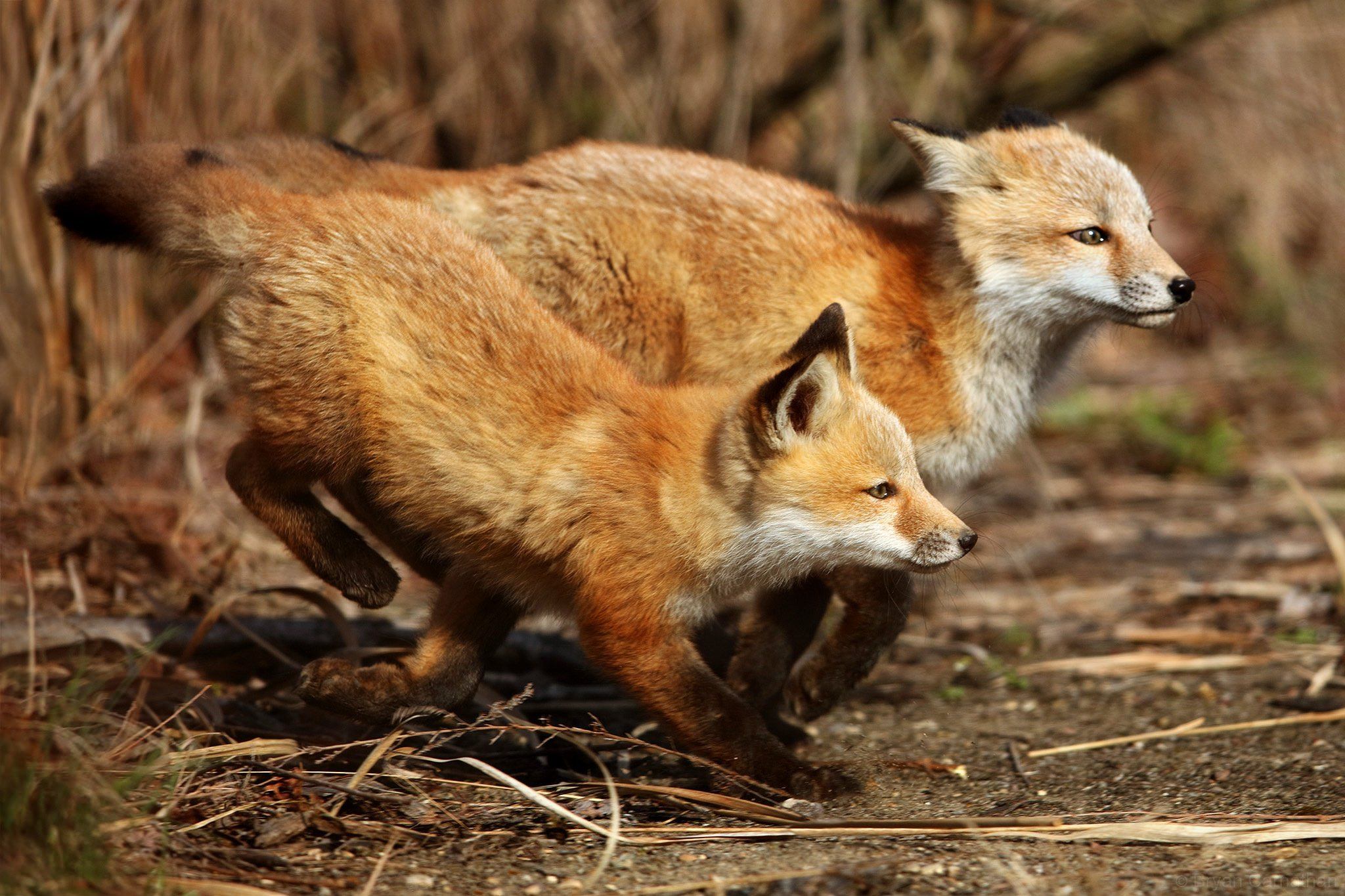 Redfox fox. Лиса. Рыжие лисы. Красная лиса. Лиса с лисятами.