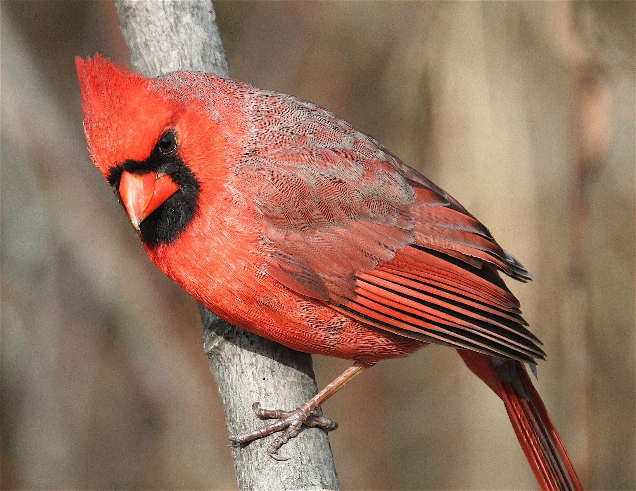 Серый кардинал птица. Красноклювый Кардинал. Красный Кардинал ред. Оранжевый Кардинал птица. Виргинский Кардинал птица.
