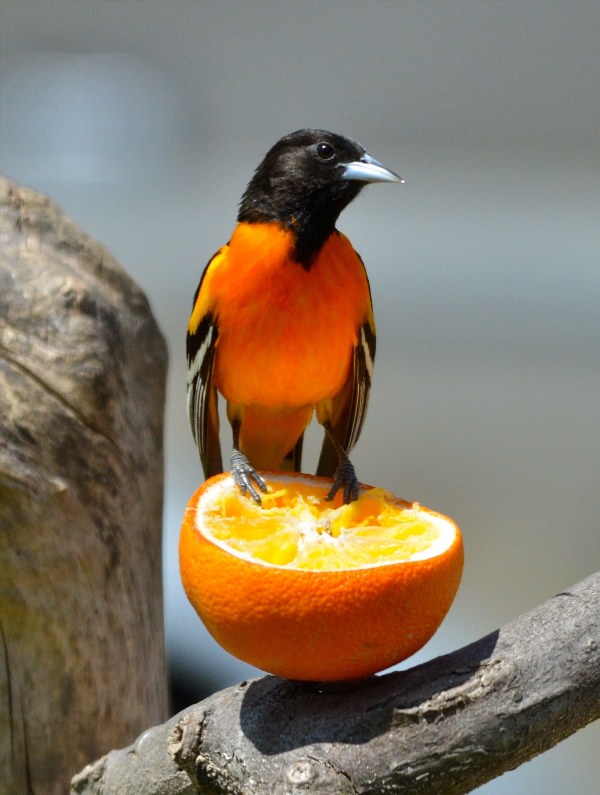 Оранжевая птичка