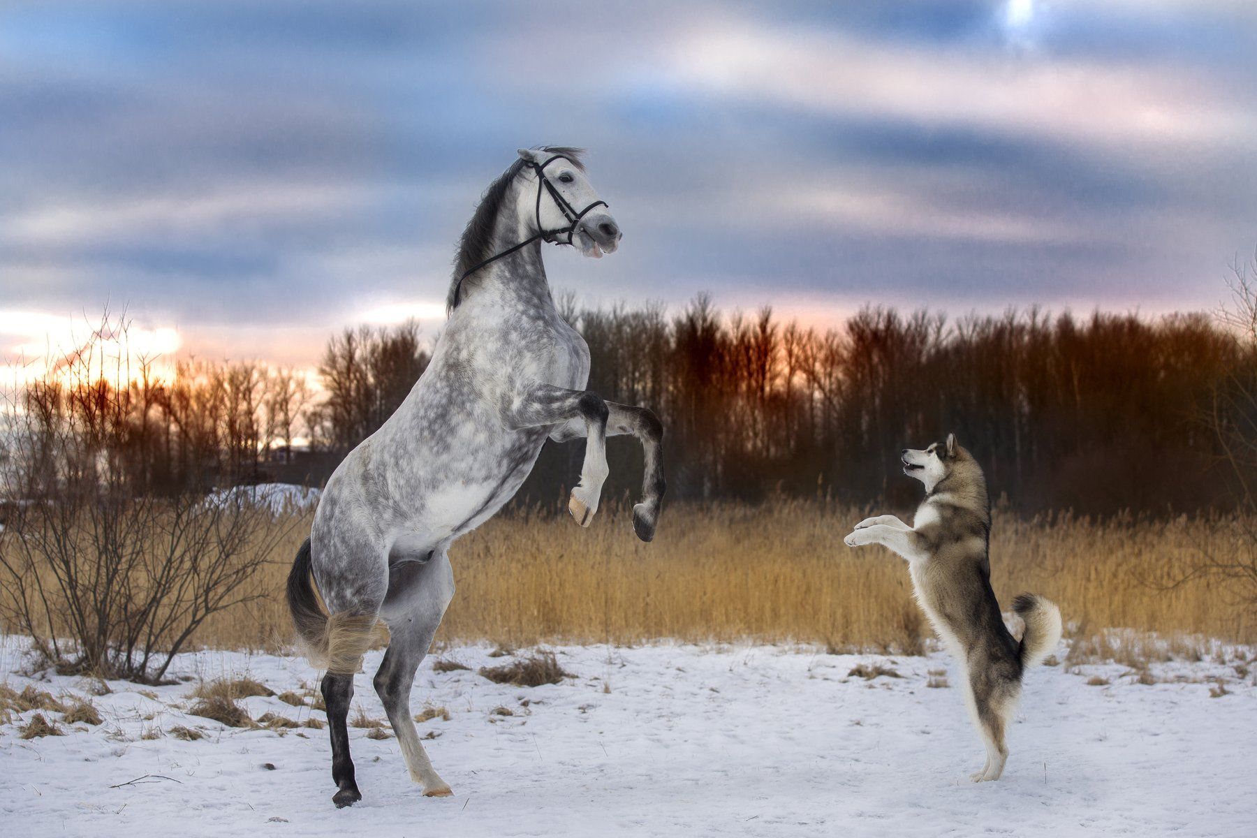 лошадь и собака картинки