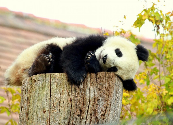 Милая панда