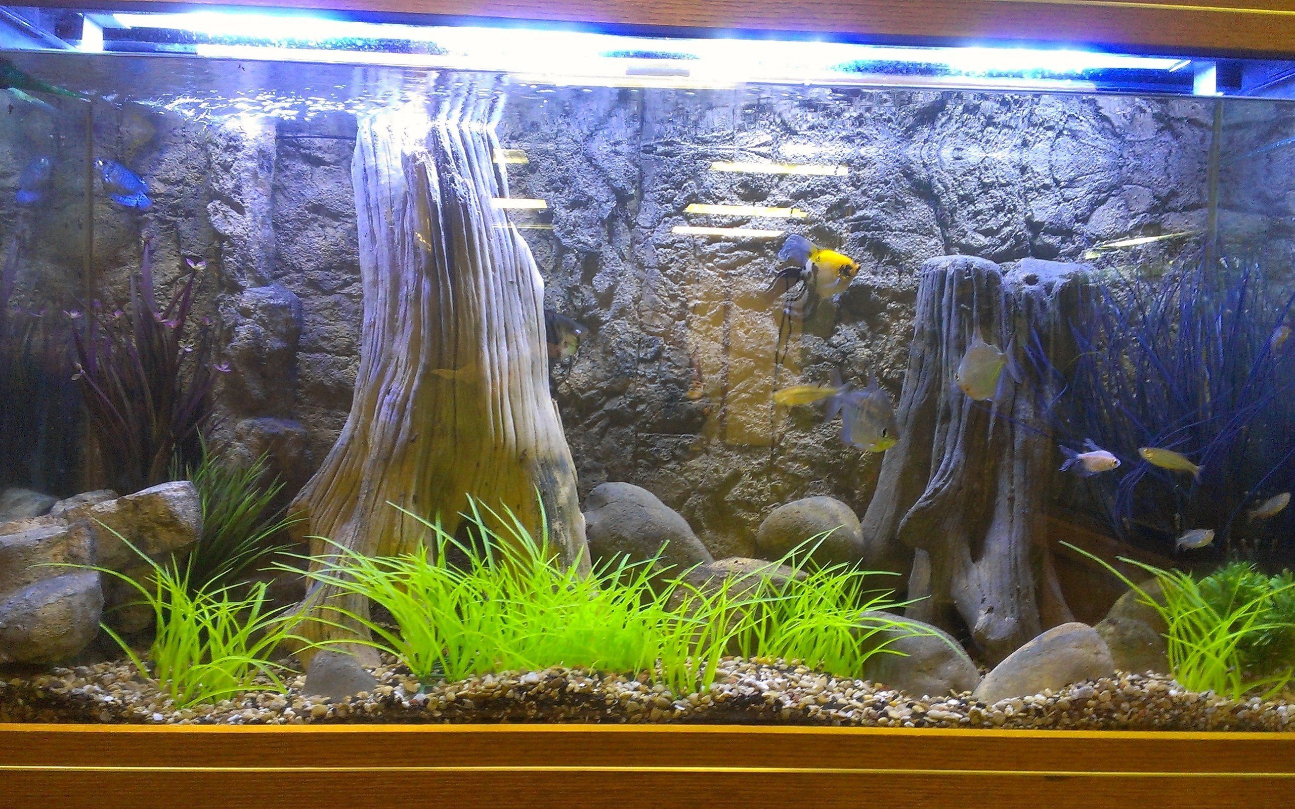 Три аквариума. Аквариумный фон Барбус. Фон для аквариума. Пленочный фон для аквариума. Фон аквариум с рыбками.