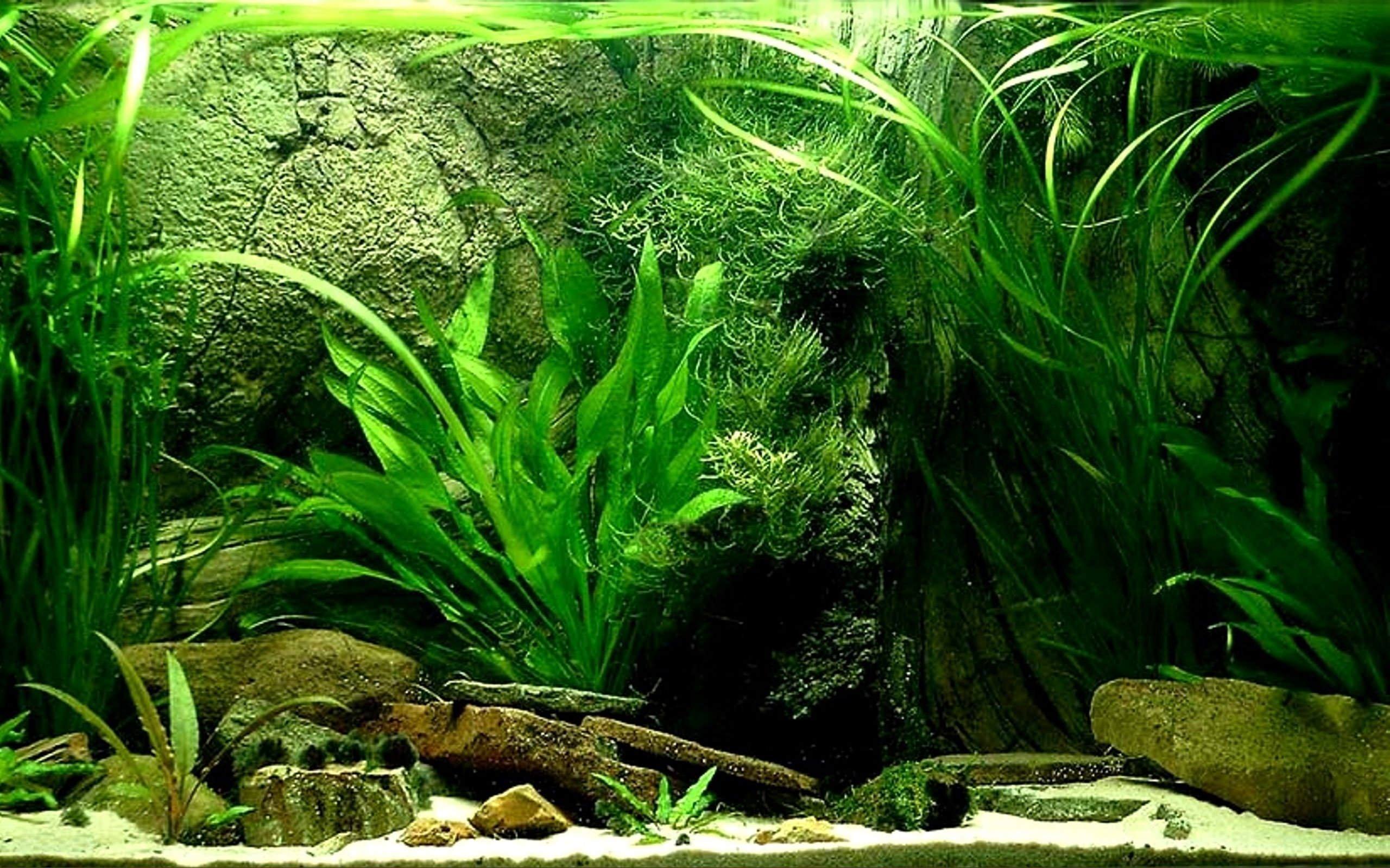 Три аквариума. Акваскейп папоротник Трайдент. Задний фон для аквариума. Красивые аквариумы с растениями. Аквариум картинка.