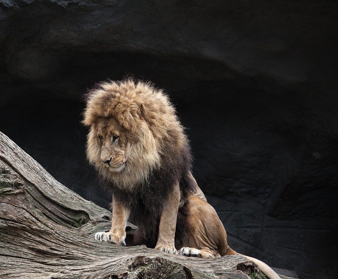 Скучающий лев. Грустный Лев. Одинокий Лев. Лев фото. Изображение Льва.