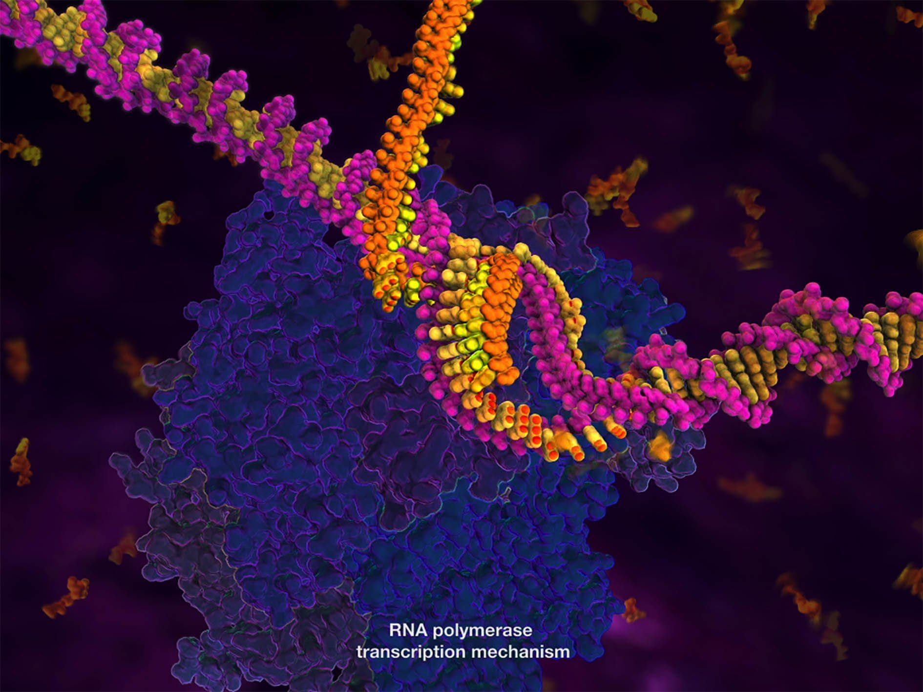Белковая рнк. РНК ферменты. РНК полимераза. ДНК РНК белок. ДНК И РНК под микроскопом.