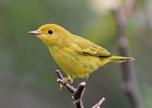 Птица желтого цвета