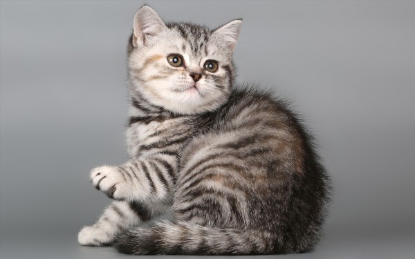 Британская короткошёрстная кошка полосатая