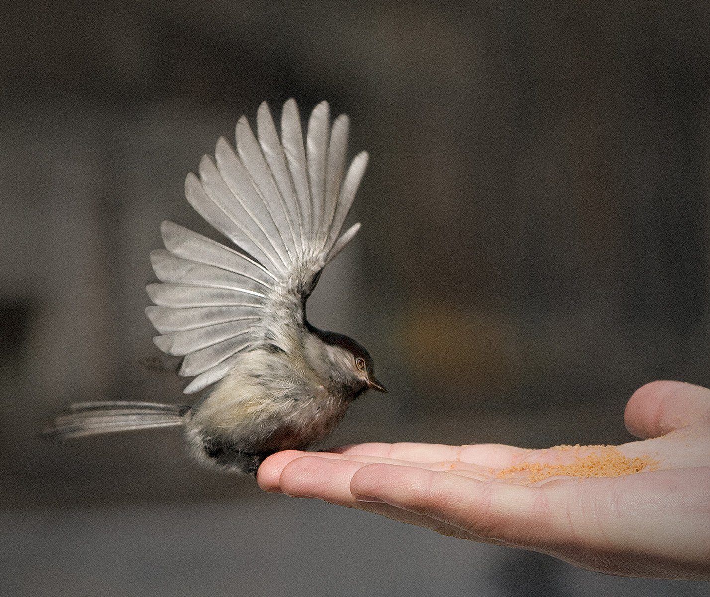 Способность птиц летать всегда. Птица на руке. Птица на ладони. Птицы ладошками. Птичка на ладошке.