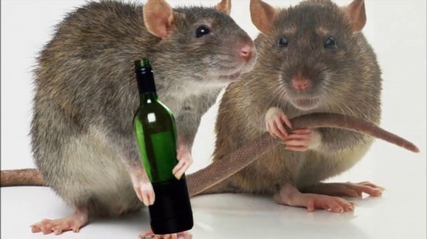 Две крысы подружки