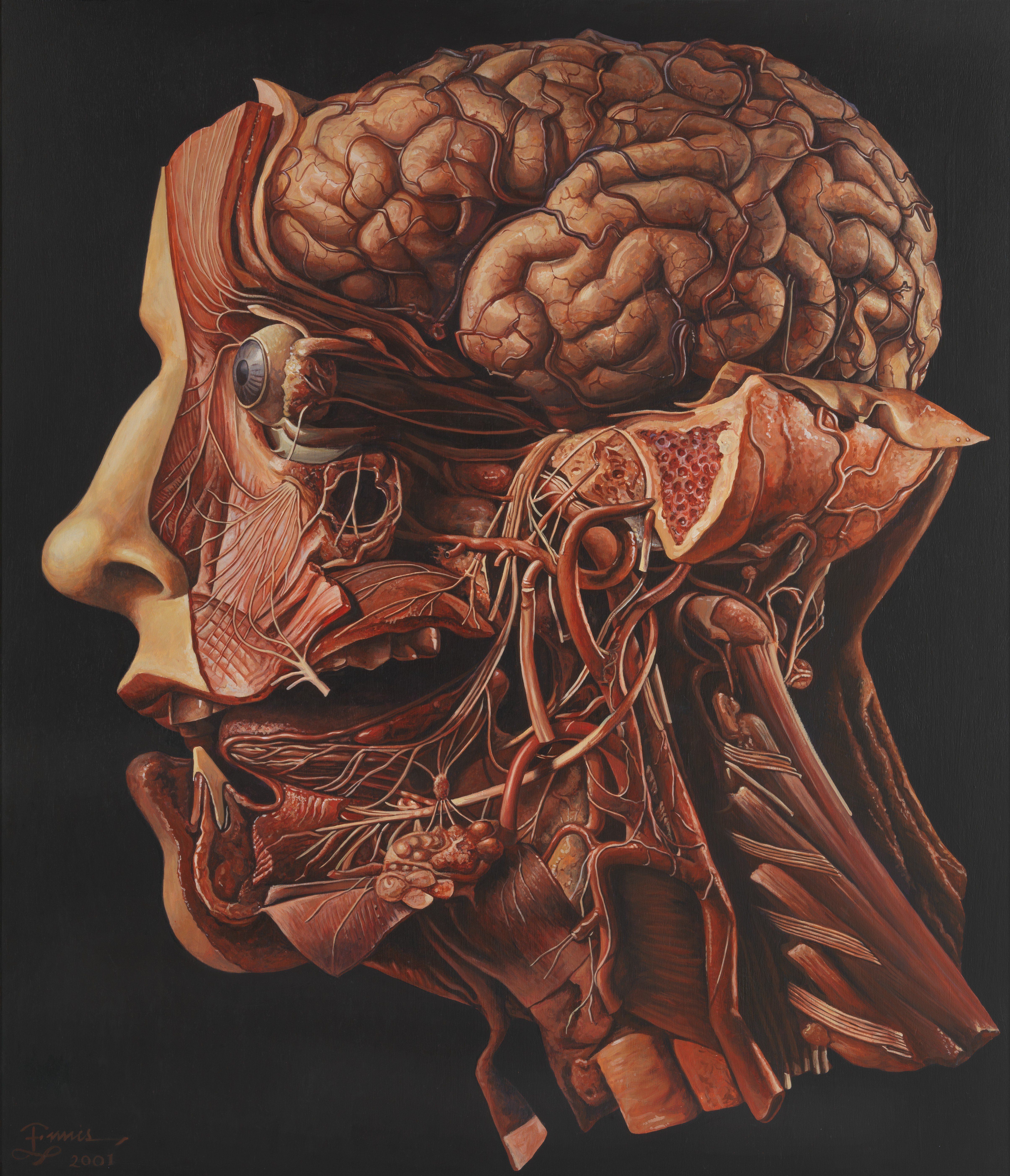 Мозг находится в голове. Анатомическое строение головы.