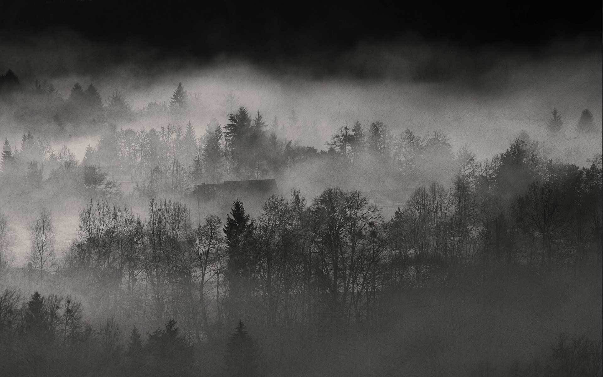 Тьма пелена. Фон туман. Черный лес в тумане. Мрачный пейзаж. Туманный фон.