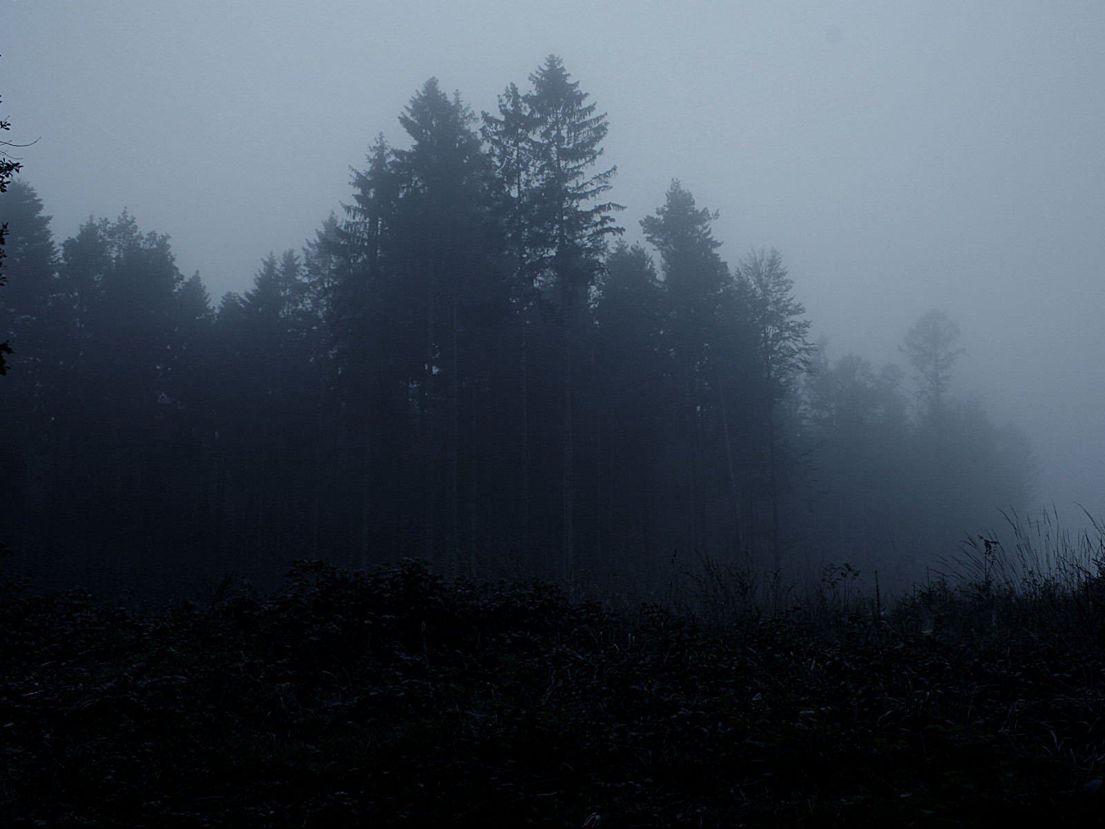 Тьма пелена. Темный лес. Ночной лес. Туманный лес ночью. Страшный лес в тумане.