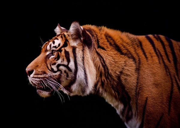 Тигр в профиль