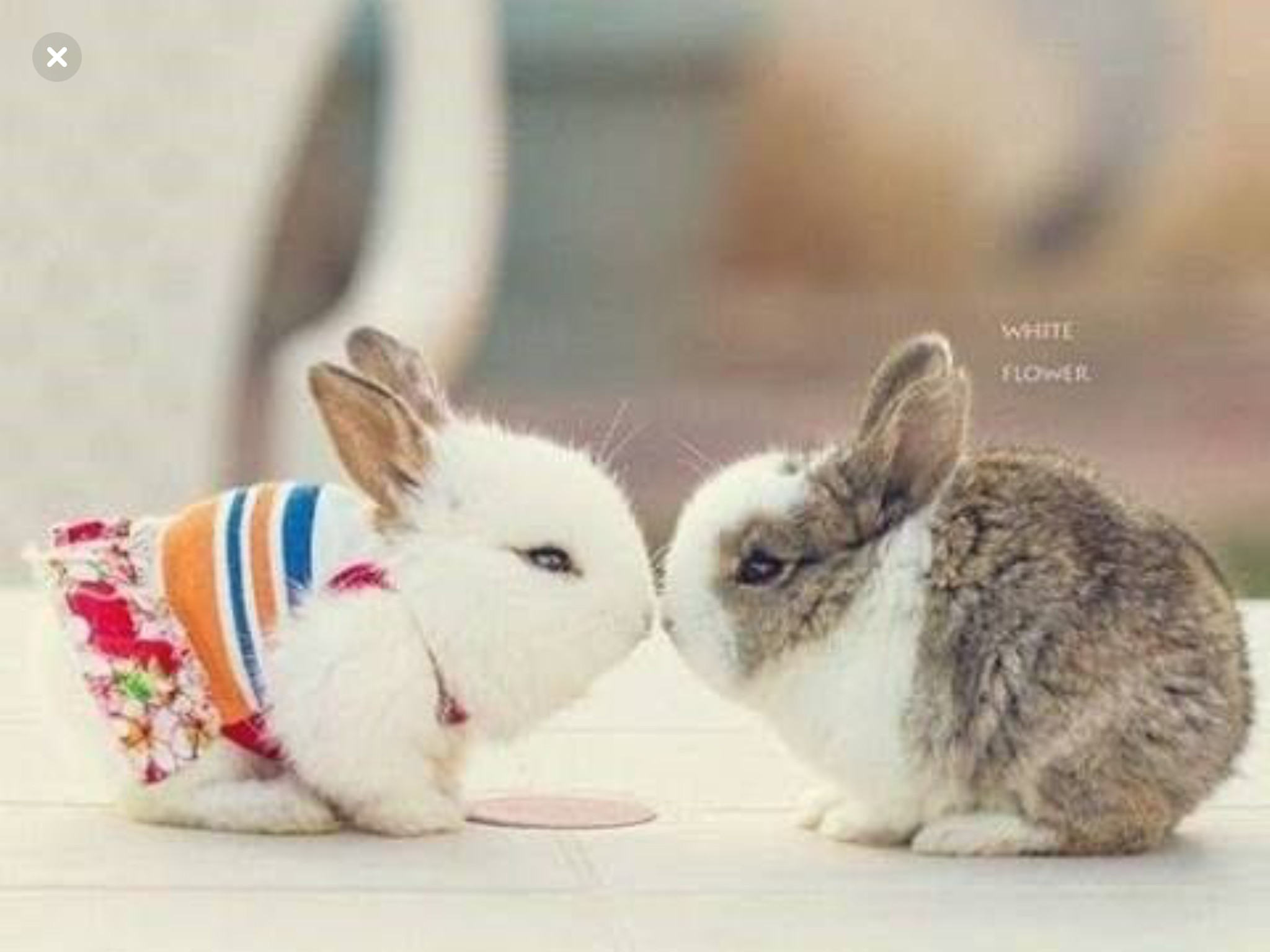 Милые зайчики. Влюбленные КРОЛИКИКРОЛИКИ. Влюбленные кролики. Кролики обнимаются.