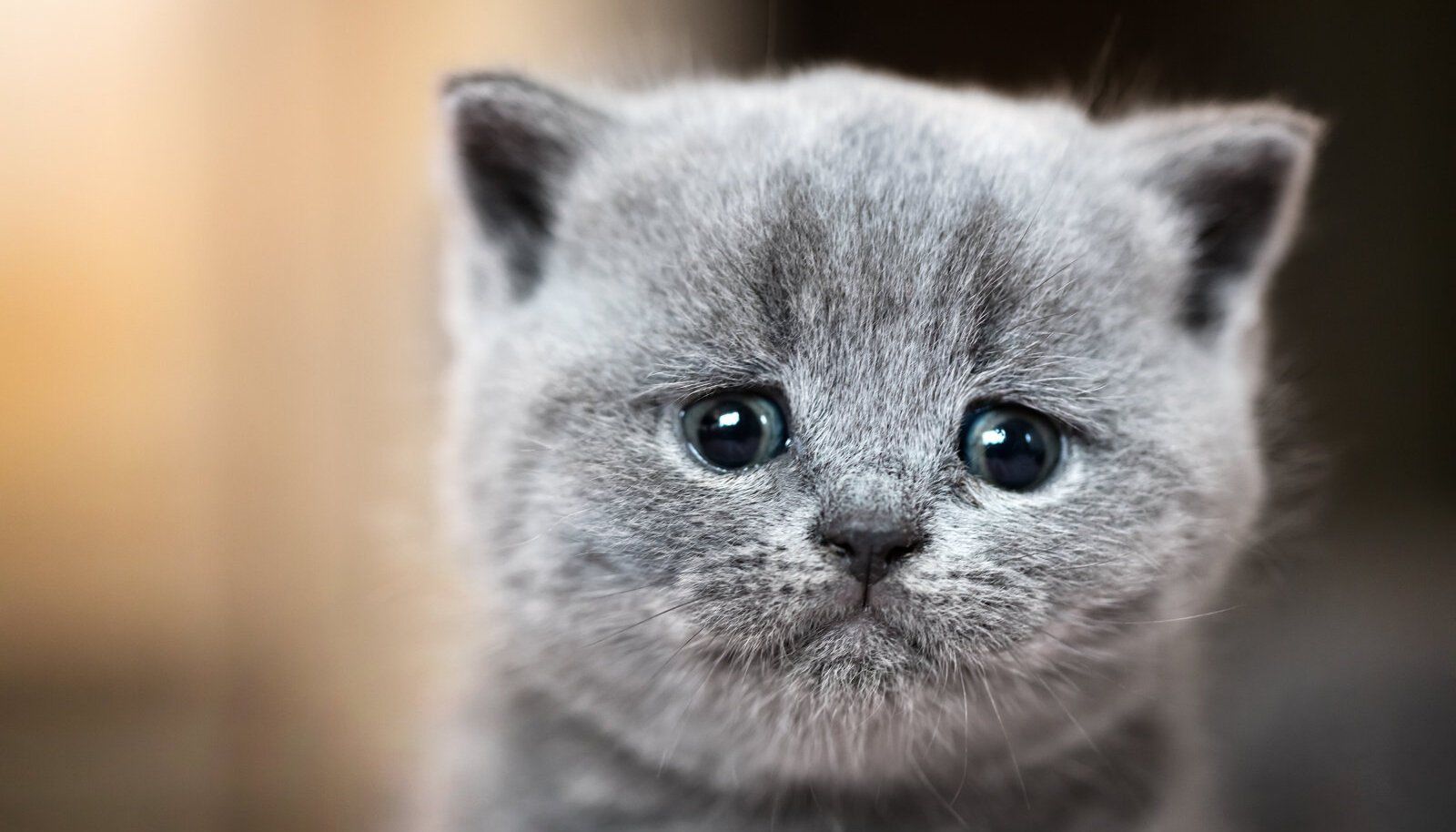 Плачь кошки слушать. Грустный котенок. Котики грустные и милые. Грустный британец. Милые британские котики.