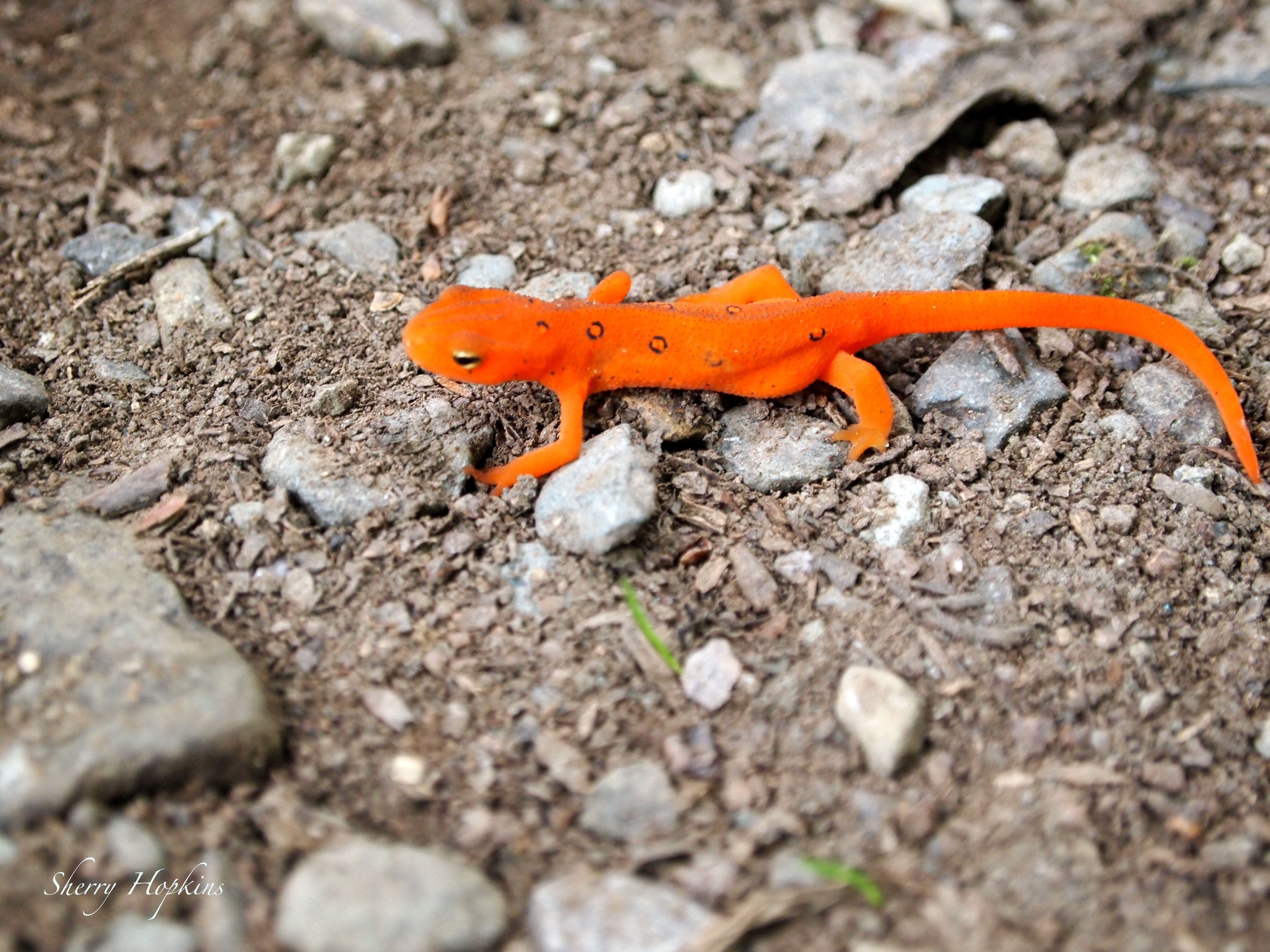 Лиса ящерица. Агама ящерица оранжевая. Оранжевый геккон агама. Тритон ящерица. Тритон Огненная саламандра.