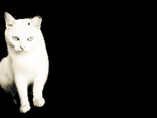 Белые фоны с черными котами