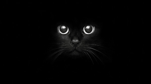 Черные фоны с котами