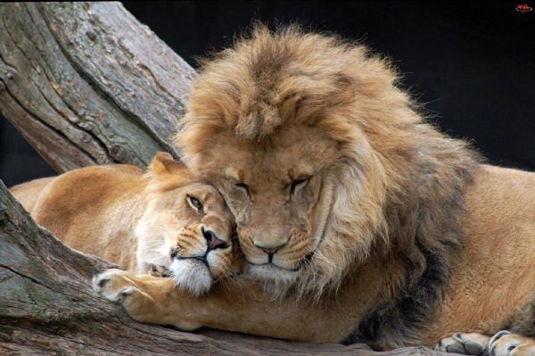 Любовь львов