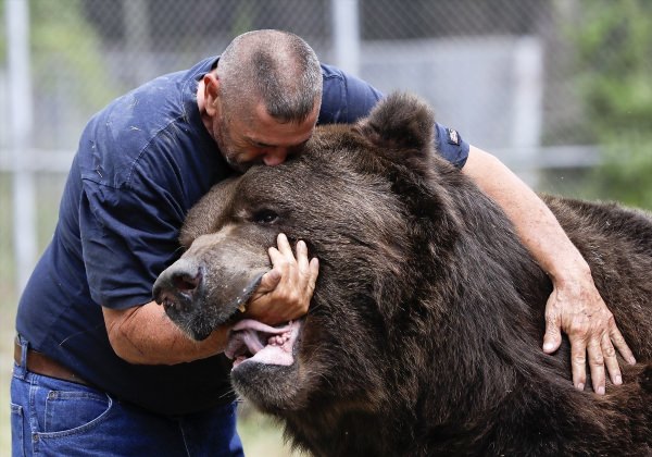 Самый большой медведь в мире