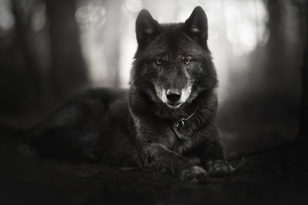 Черный волк обои