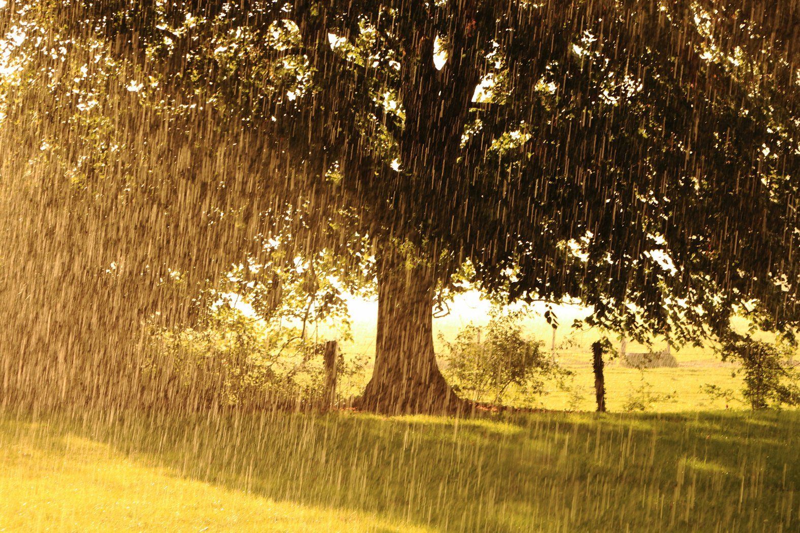 Дерево под дождем. Дождь деревья. Природа дождик. Мокрое дерево.