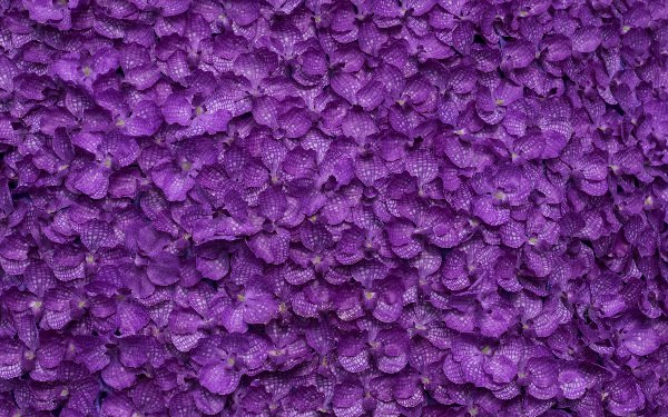 Фиолетовые цветы фон