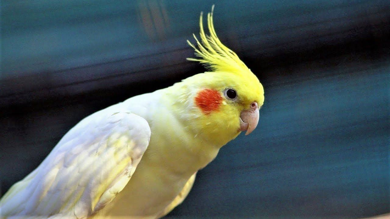 Что есть попугай корелла. Попугай корелла. Корелла альбинос.