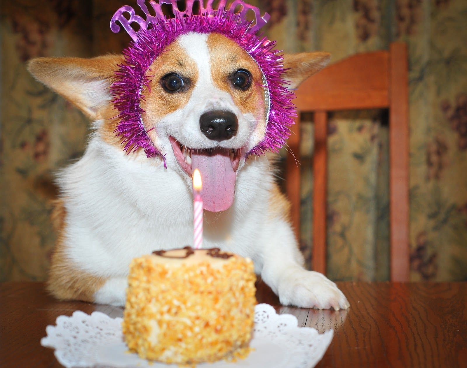 Собака празднует. Тортик для собаки. С днём рождения с животными. Тортики с собачками. День рождения собаки.
