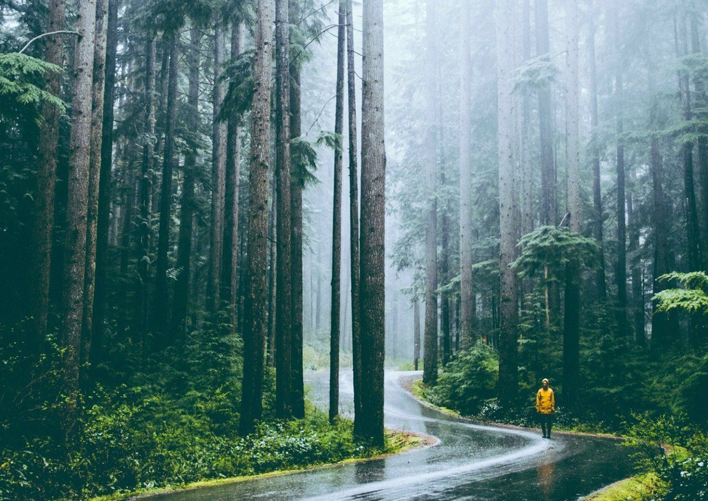 картинки лес после дождя