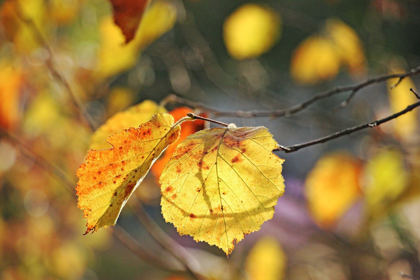 Да что говорить каждый осенний лист. Осенний лист орешника. Лист орешника осенью. Желтый лист орешника. Орешник дерево листья осенью.