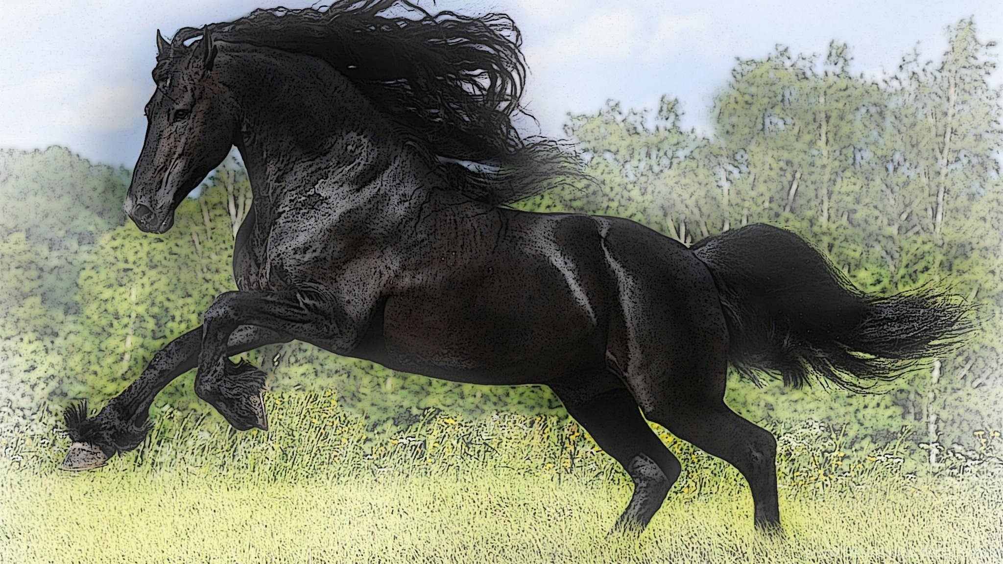 Черный про лошадей. Фризская лошадь. Мустанг лошадь черный. Лошадь породы Мустанг черный. Черный жеребец.