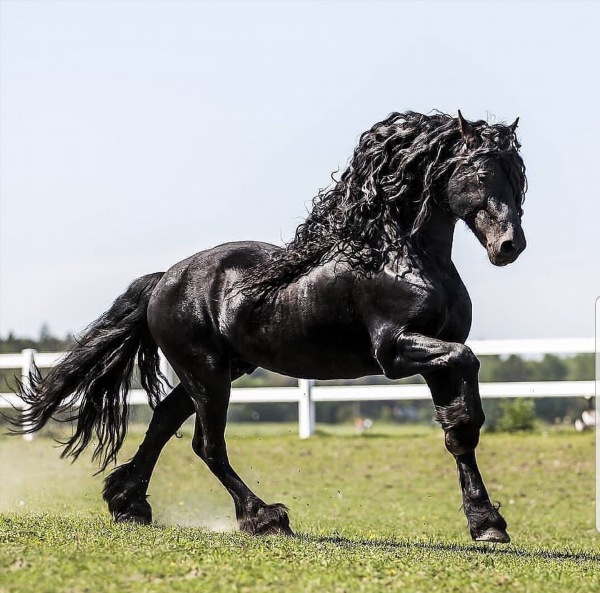 Самые красивые черные лошади