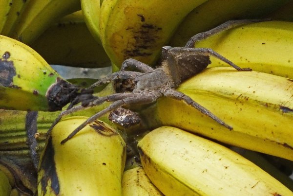 Банановый паук