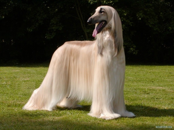 Собака с длинной шерстью