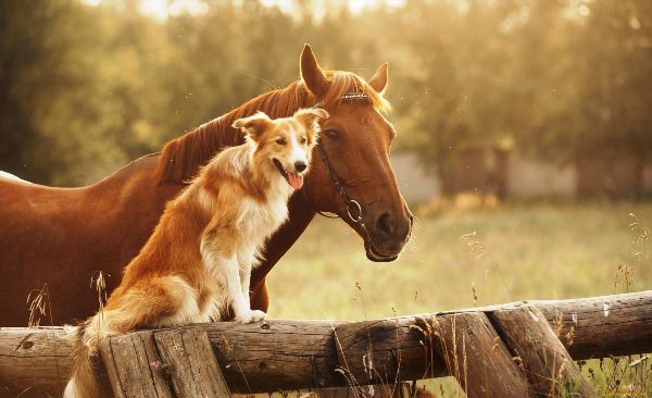 Лошади и собаки