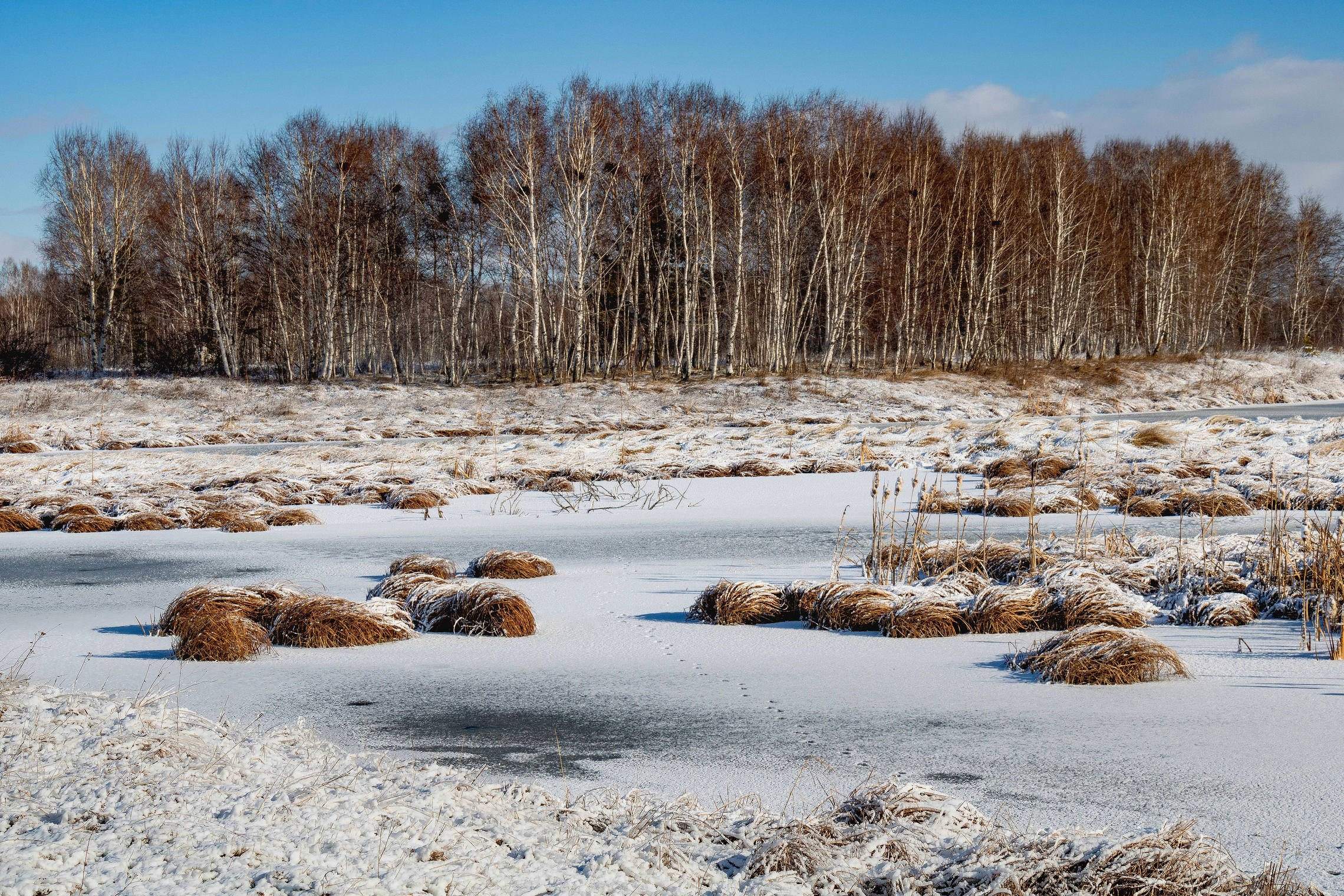 Болотная зима. Замерзшее болото. Зимнее болото. Заснеженное болото. Снежное болото.