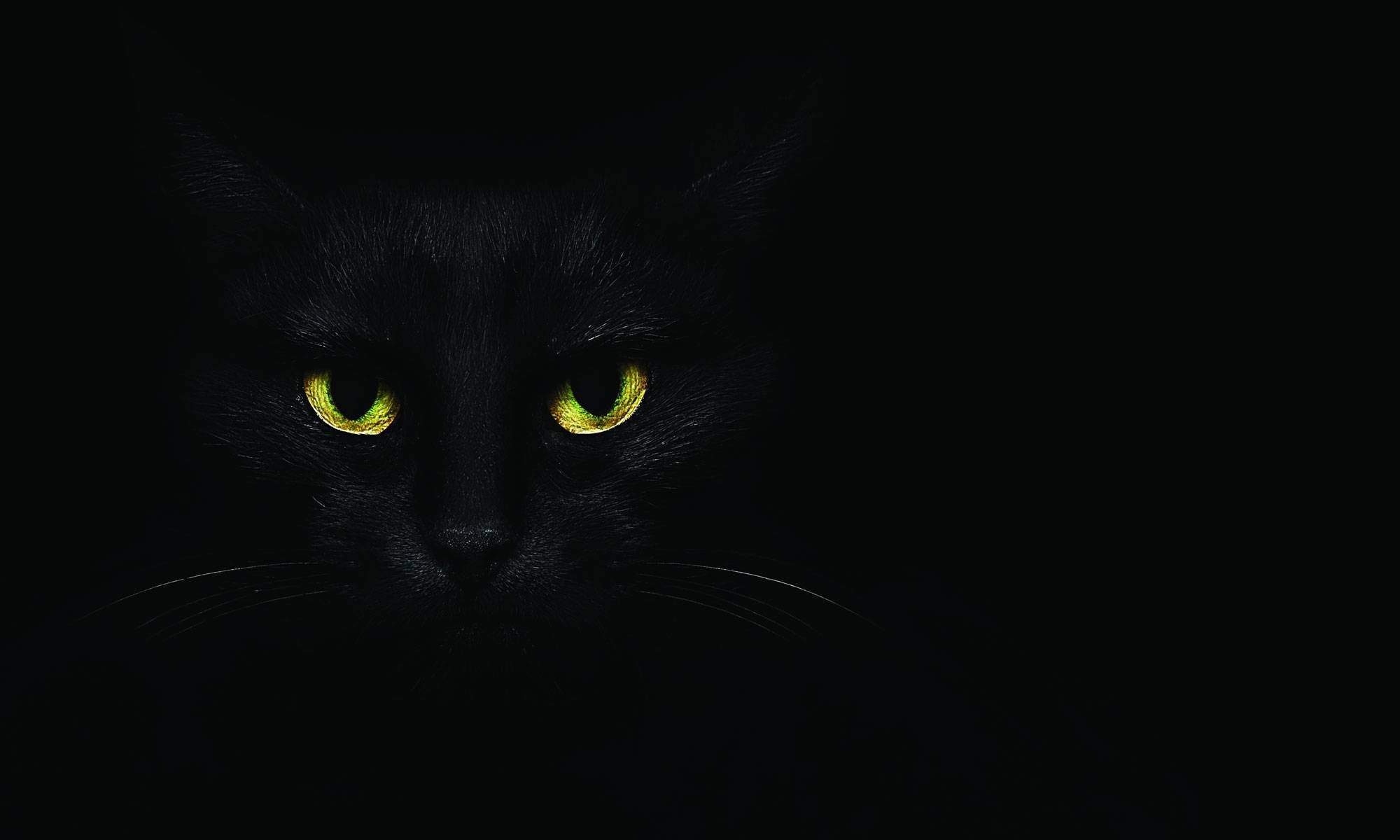 Темно жалкий. Чёрный кот. Черные коты. Черная кошка на черном фоне. Черный кот с желтыми глазами.